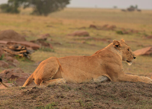 3 Days Tanzania Lodge Safari Tarangire and Ngorongoro Crater