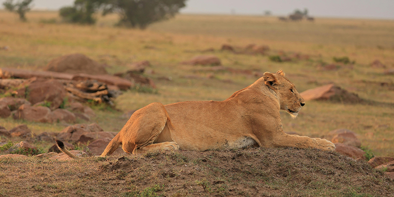 3 Days Tanzania Lodge Safari Tarangire and Ngorongoro Crater