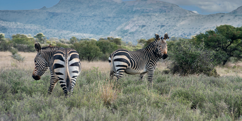 5 Days Tanzania Lodge Safari Lake Manyara, Serengeti and Ngorongoro