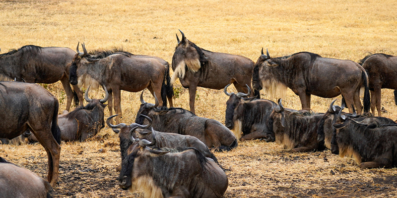 8 Days Tanzania Lodge Safari Wildebeest Migration