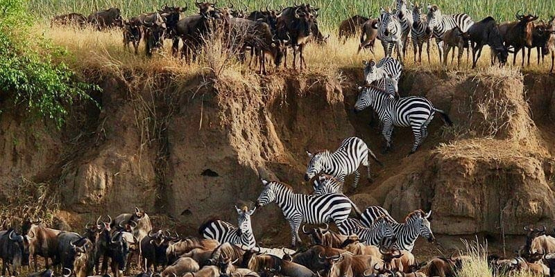 7 Days Tanzania Camping Safari Wildebeest Migration