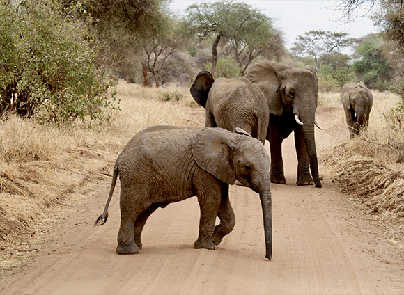 Tarangire National Park