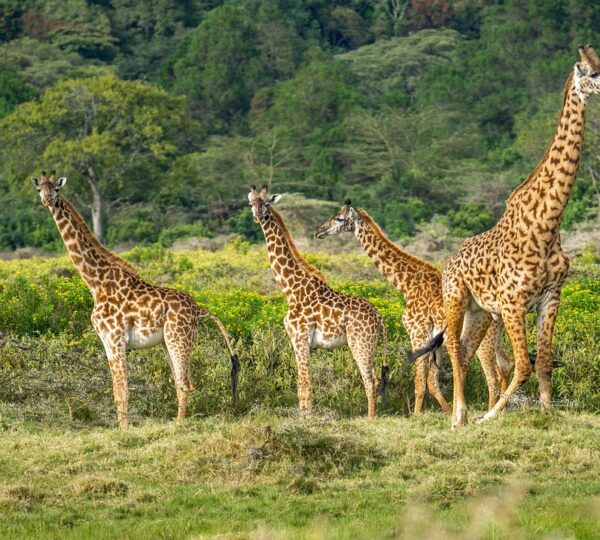 Arusha National Park